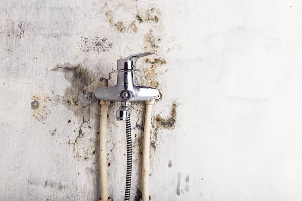 Best Commercial Mold Removal  in Colonial Rk, PA