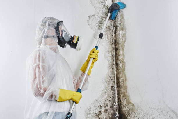Home Mold Removal in Colonial Park, PA
