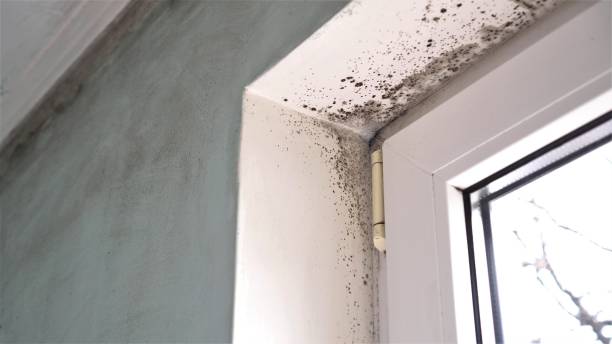 Best Office Mold Removal Services  in Colonial Rk, PA