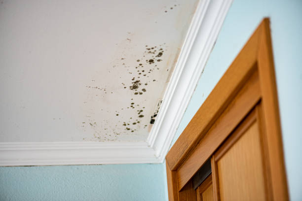 Certified Mold Removal in Colonial Park, PA