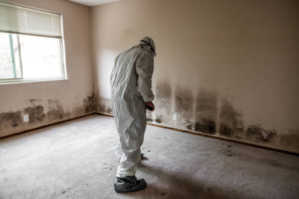 Best Local Mold Removal Service  in Colonial Rk, PA